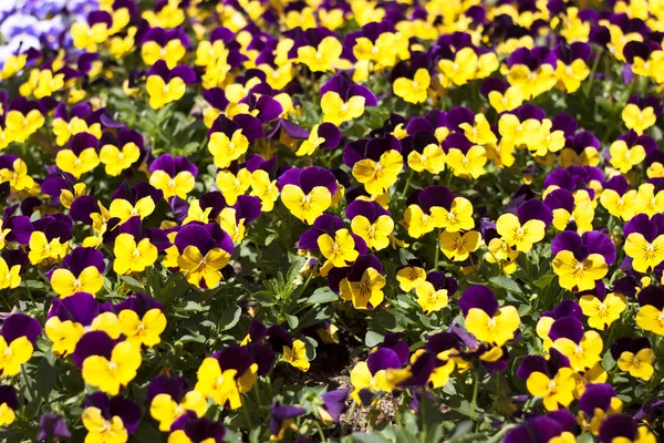 Bahçe çiçek yatak bloom. — Stok fotoğraf