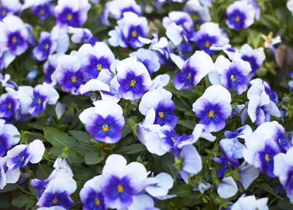 Viola tricolor pansy, canteiro de flores — Fotografia de Stock