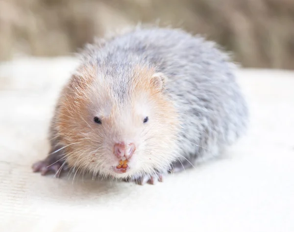 Especies de fauna de la familia de roedores — Foto de Stock