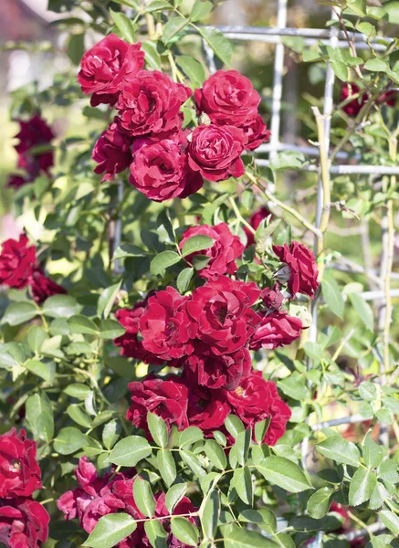 Red roses — Stock Photo, Image