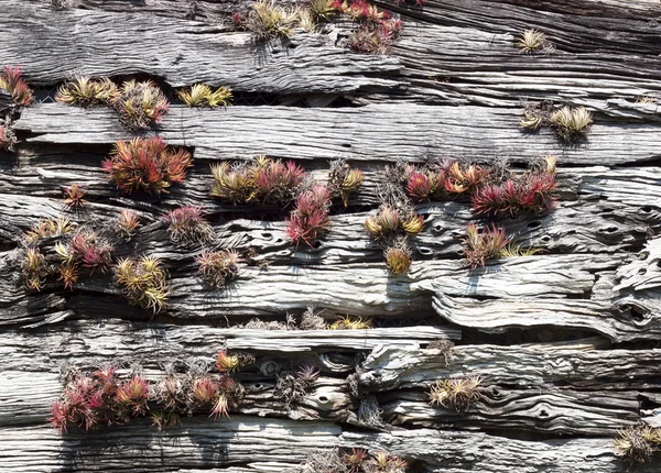 Old wooden walls — Stock Photo, Image