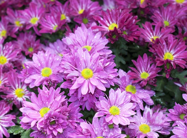 Flowers — Stock Photo, Image