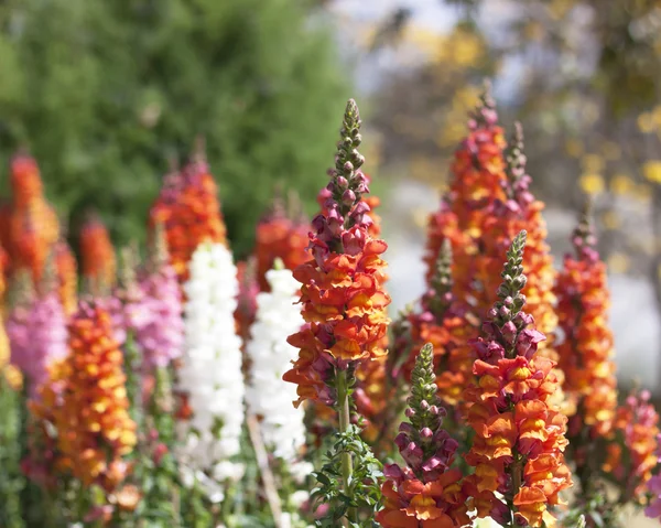 Mazzo di fiori in fiore . — Foto Stock