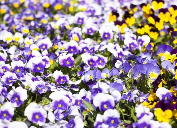 Blumenbeete blühen im Garten. — Stockfoto