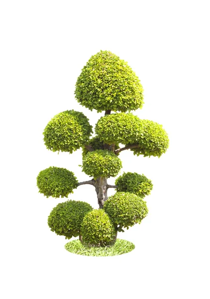 Bonsai-Baum — Stockfoto