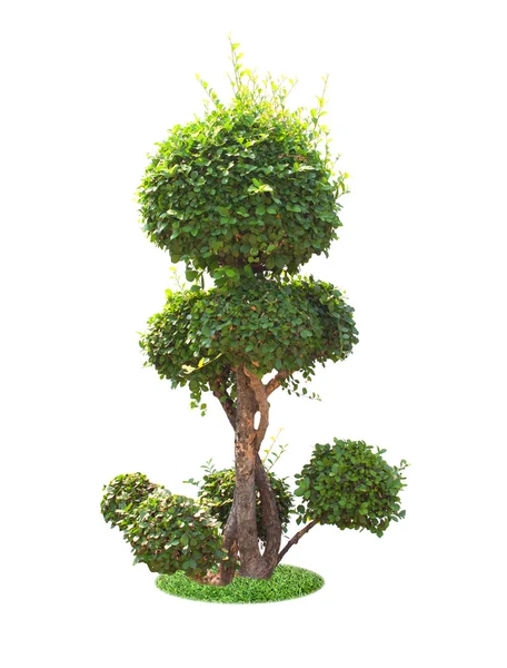 Árvore de Bonsai — Fotografia de Stock