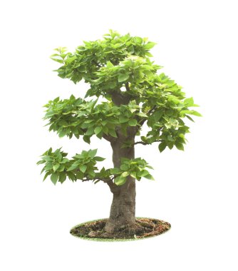 Bonsai Ağacı