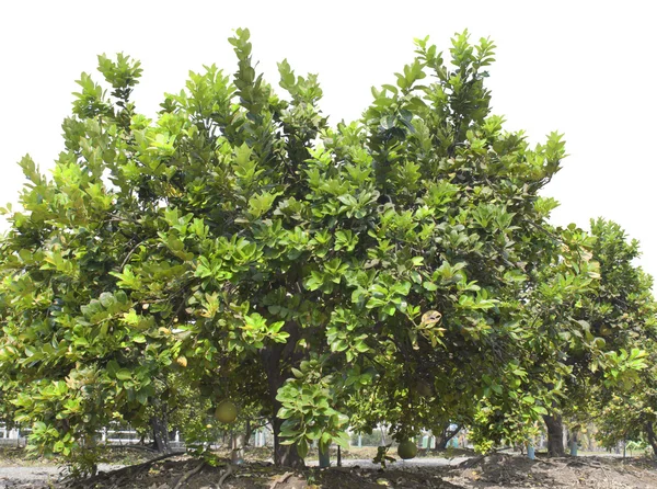 Pomelo οπωρωφόρο δέντρο — Φωτογραφία Αρχείου