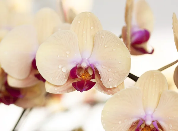 Beautiful yellow orchid flowers — Stock Photo, Image