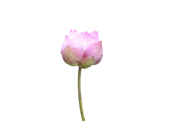 Lotusblüte — Stockfoto