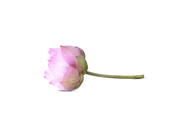 Lotusblüte — Stockfoto