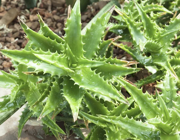 Rostliny Aloe vera — Stock fotografie