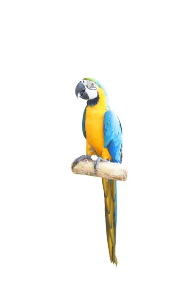 parrot