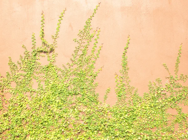 Зеленый ползун — стоковое фото