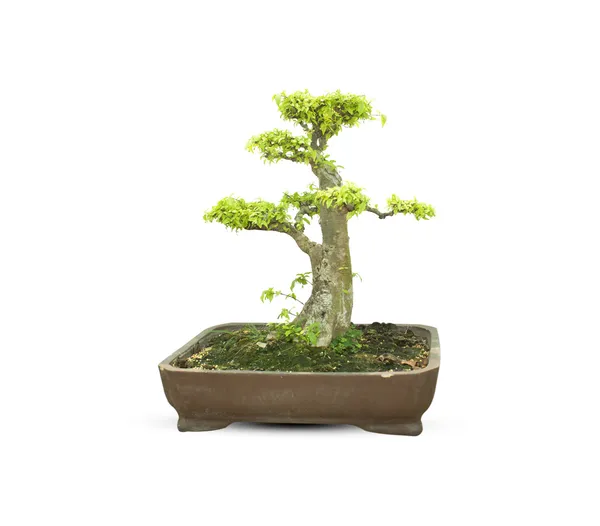 Bonsai-Baum — Stockfoto