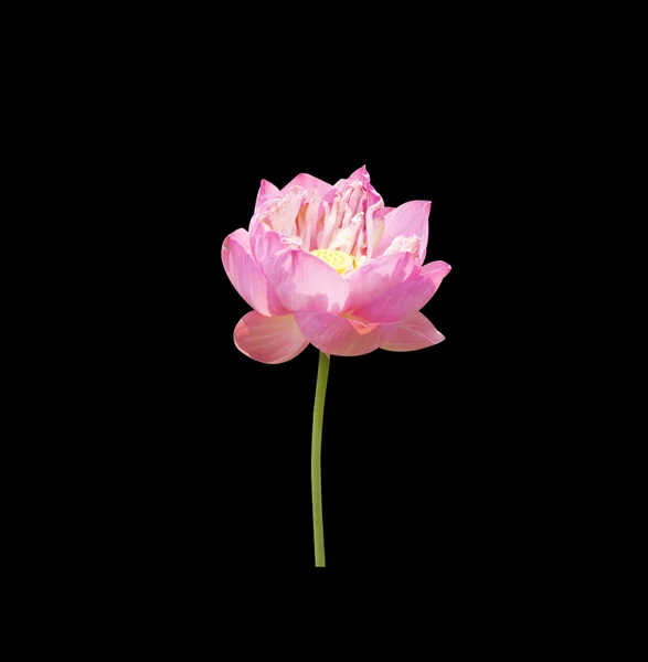 Lotus fleur — Photo