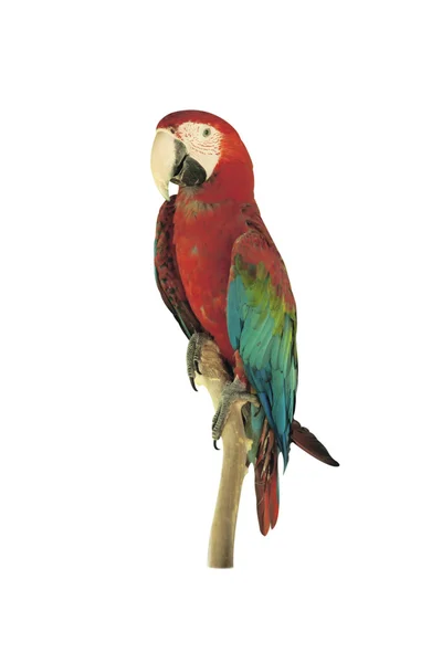 아름 다운 애완 동물 앵무새 — 스톡 사진