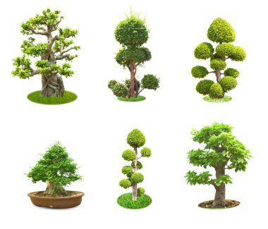 Bonsai Ağacı