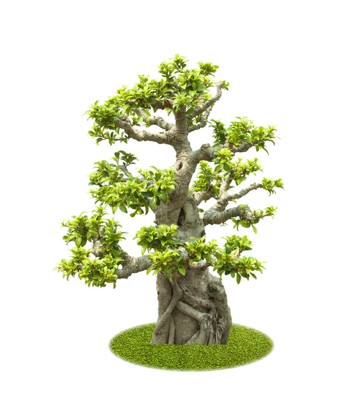 Albero di Bonsai — Foto Stock