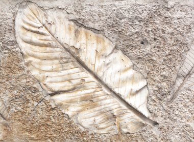 Çimento üzerinde yaprak