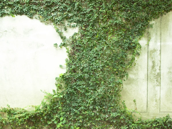 Groene klimplant — Stockfoto