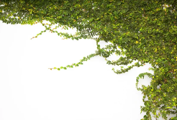 Gruselig grün — Stockfoto
