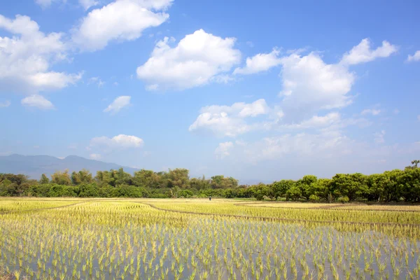 Campos de arroz — Foto de Stock