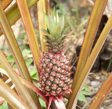 Ananas.