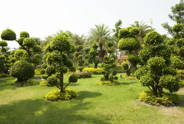 Сад Бонсая — стоковое фото
