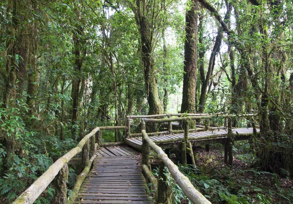 Bela floresta tropical em doi inthanon — Fotografia de Stock