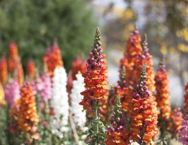 aslanağzı çiçekler