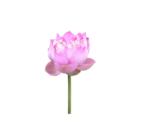 Lotus — Stockfoto