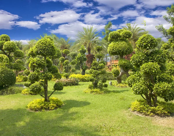 Natural bonsai tree garden — Stock Photo, Image