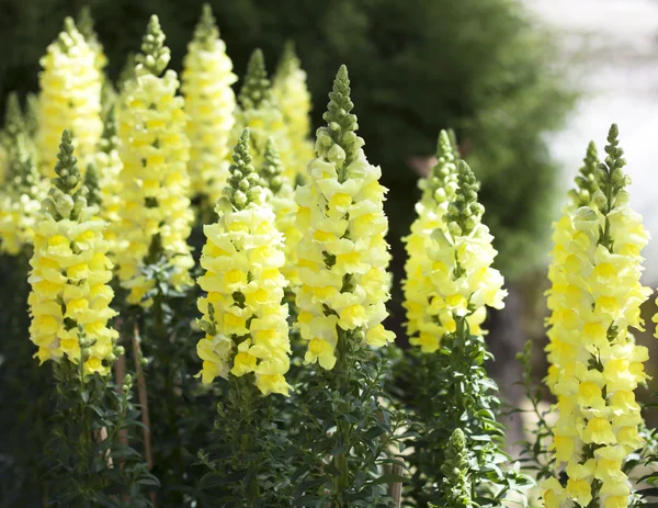 Antirrhinum majus — Foto Stock