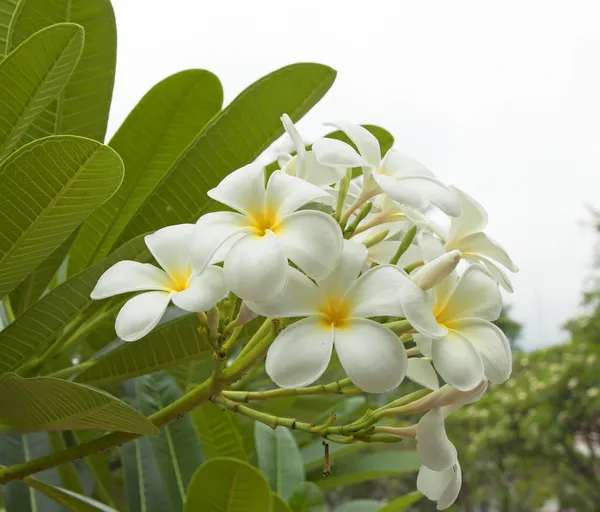 Plumeria — Stock fotografie