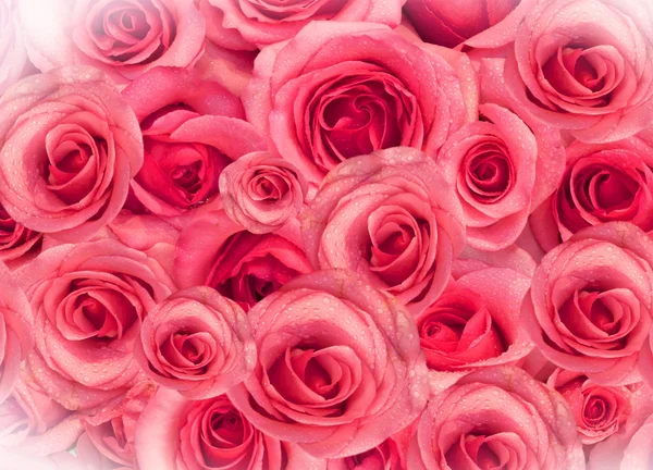 Background of roses — Stock Photo, Image