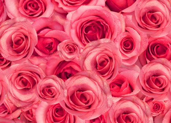 Bakgrund av rosor — Stockfoto