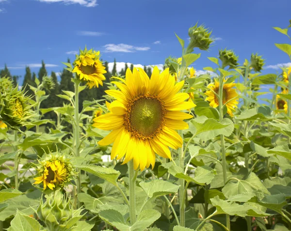 Natuurlijke plant zonnebloemen — Stockfoto