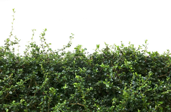 灌木篱笆的叶子 — 图库照片