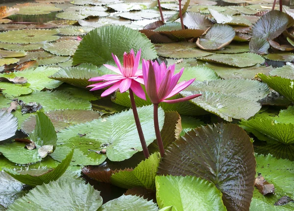 Lotus flower — Stock Photo, Image