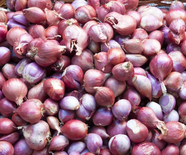 Scalogni delle piante — Foto Stock