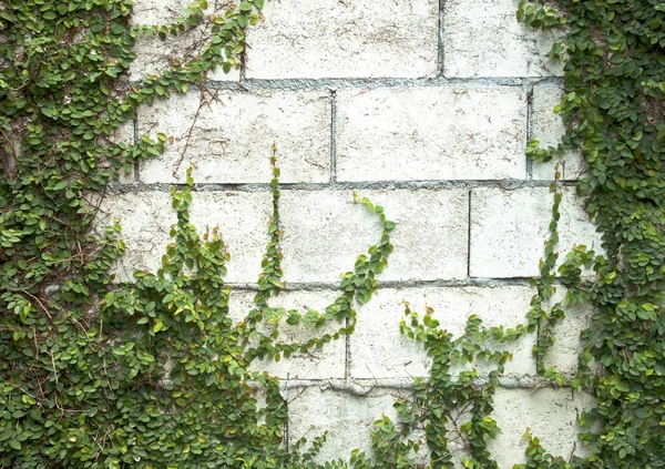 Green Creeper — Stock Photo, Image