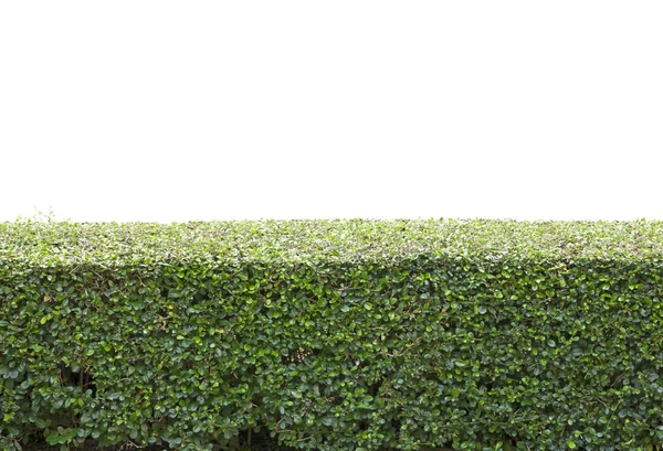 Bushes fence leaves — Stock Photo, Image