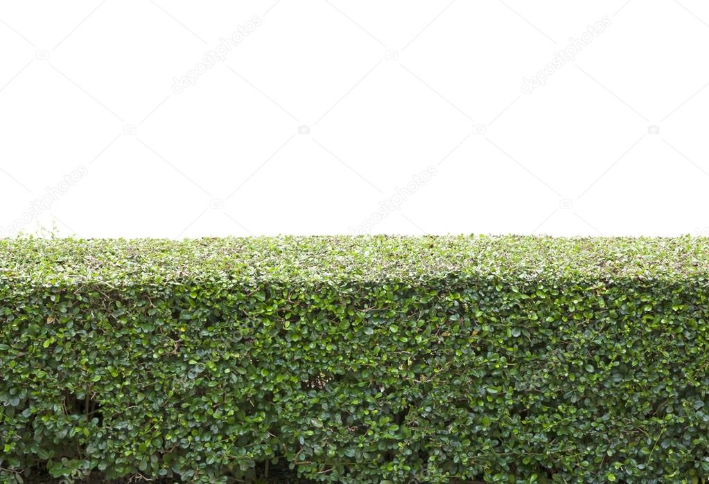 Bushes fence leaves 