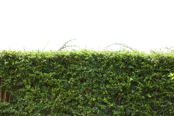 Arbusto verde con pared — Foto de Stock