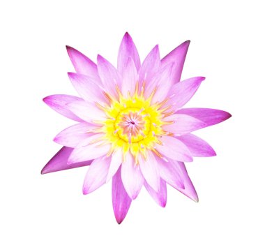 Lotus flowe