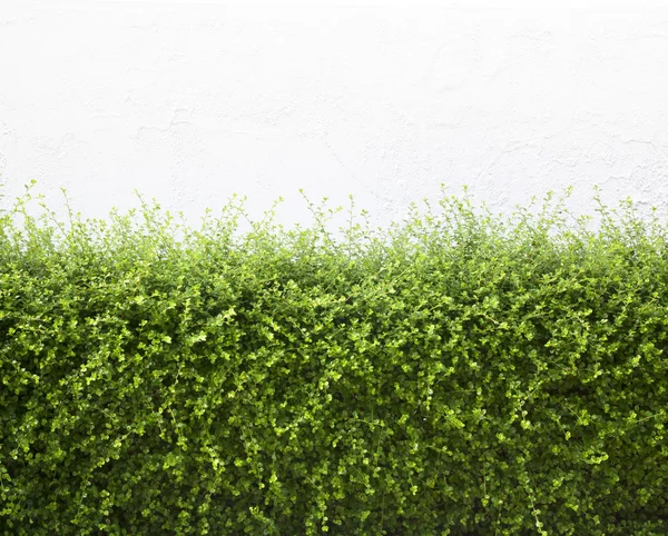 Bushes fence leaves — Stock Photo, Image