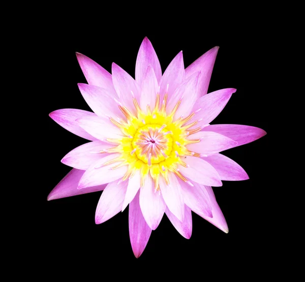 Lotus flowe — Stock Photo, Image
