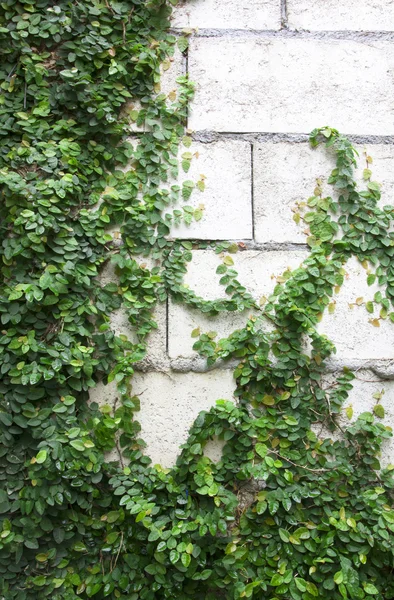 Groene klimplant — Stockfoto