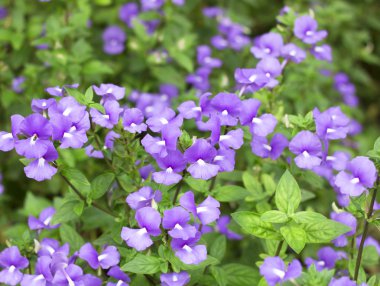 Mavi hawaii çiçekler